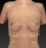 Woman body diagram